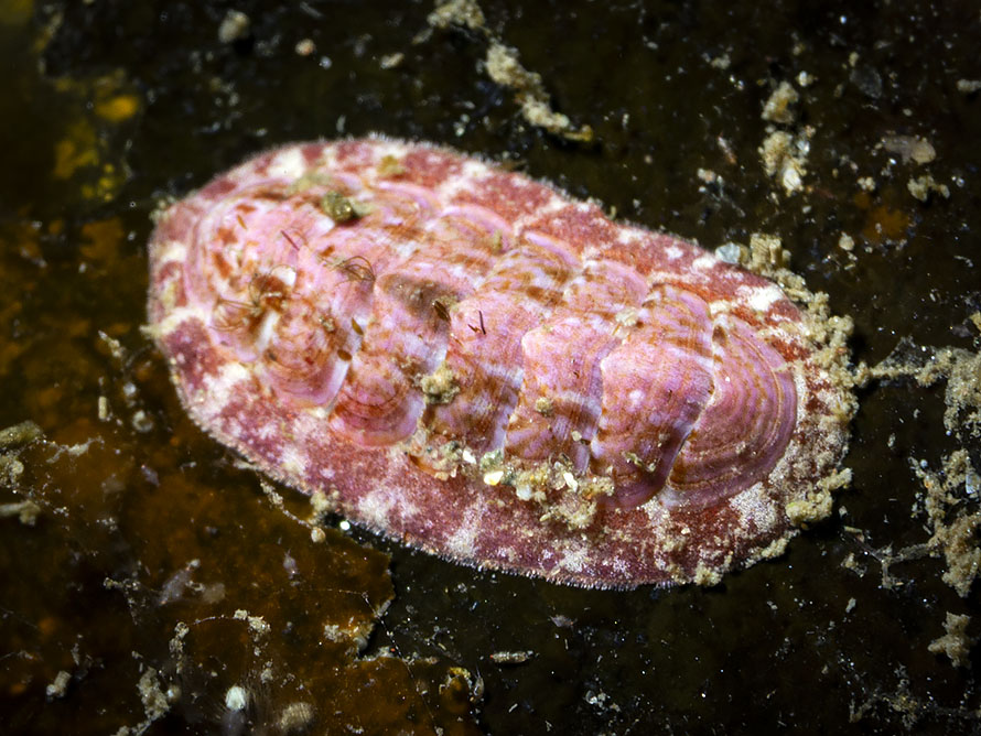 Tonicella rubra
